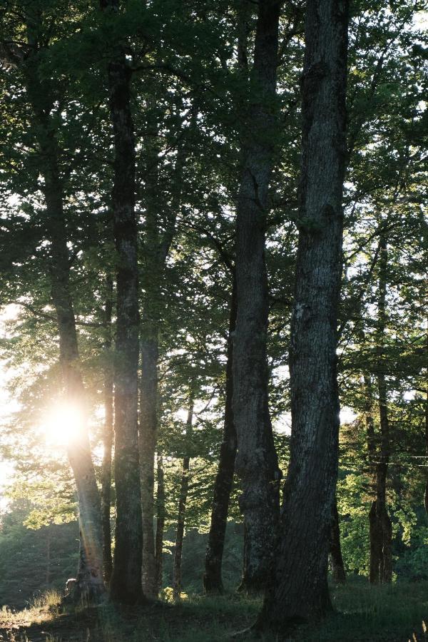 Lodge Avec Spa Privatif - Foret Et Lac Liginiac Ngoại thất bức ảnh